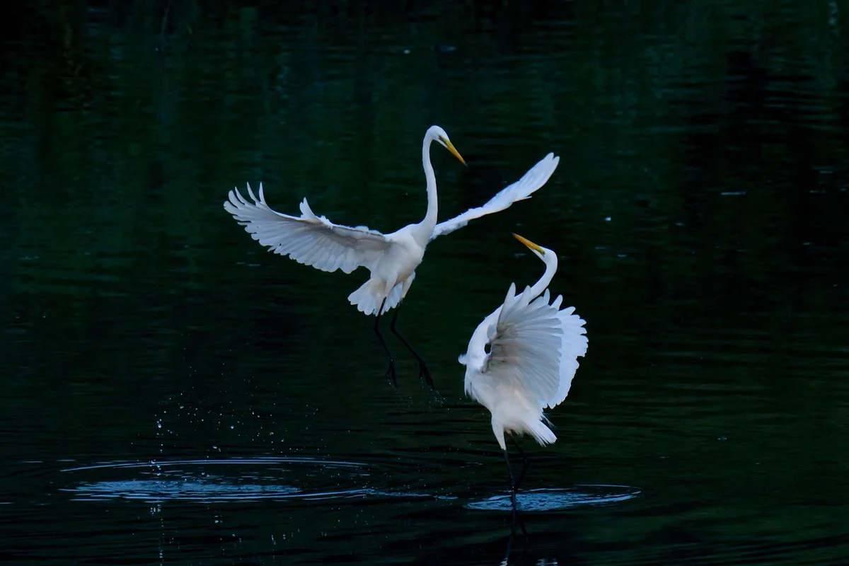 L'art de la communication et de la relation